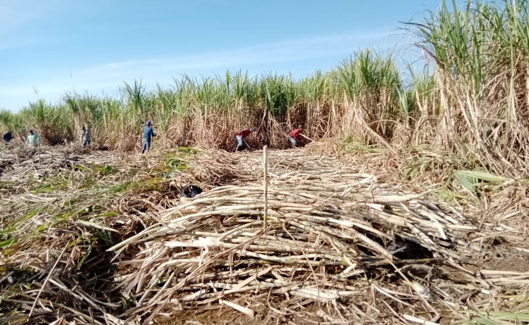 feria de la caña casimiro castillo 2024