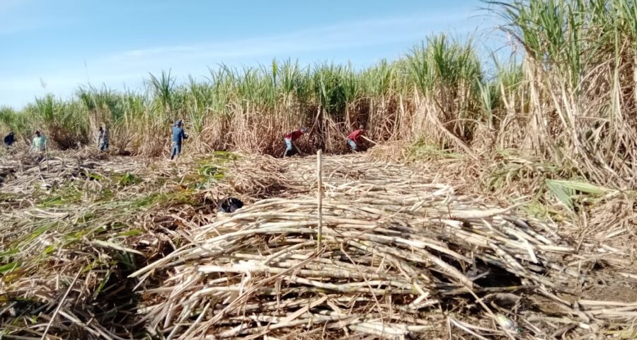 feria de la caña casimiro castillo 2024