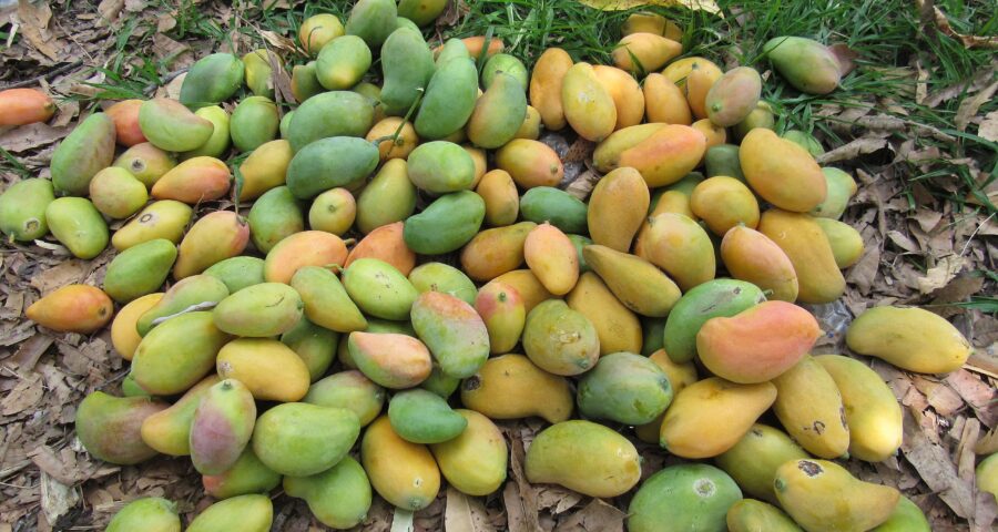 feria del mango ajuchitlan 2023